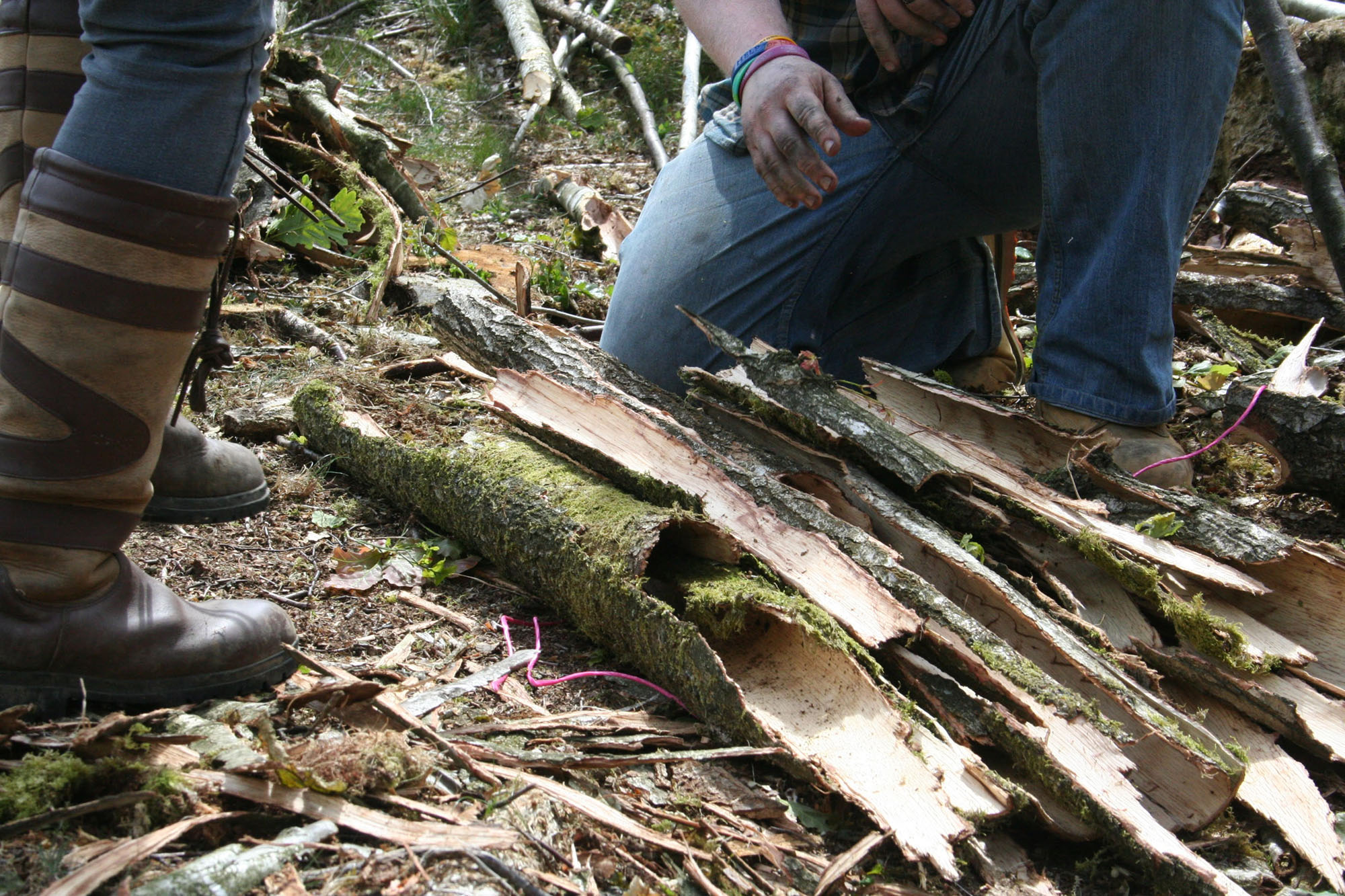 strips of oak bark