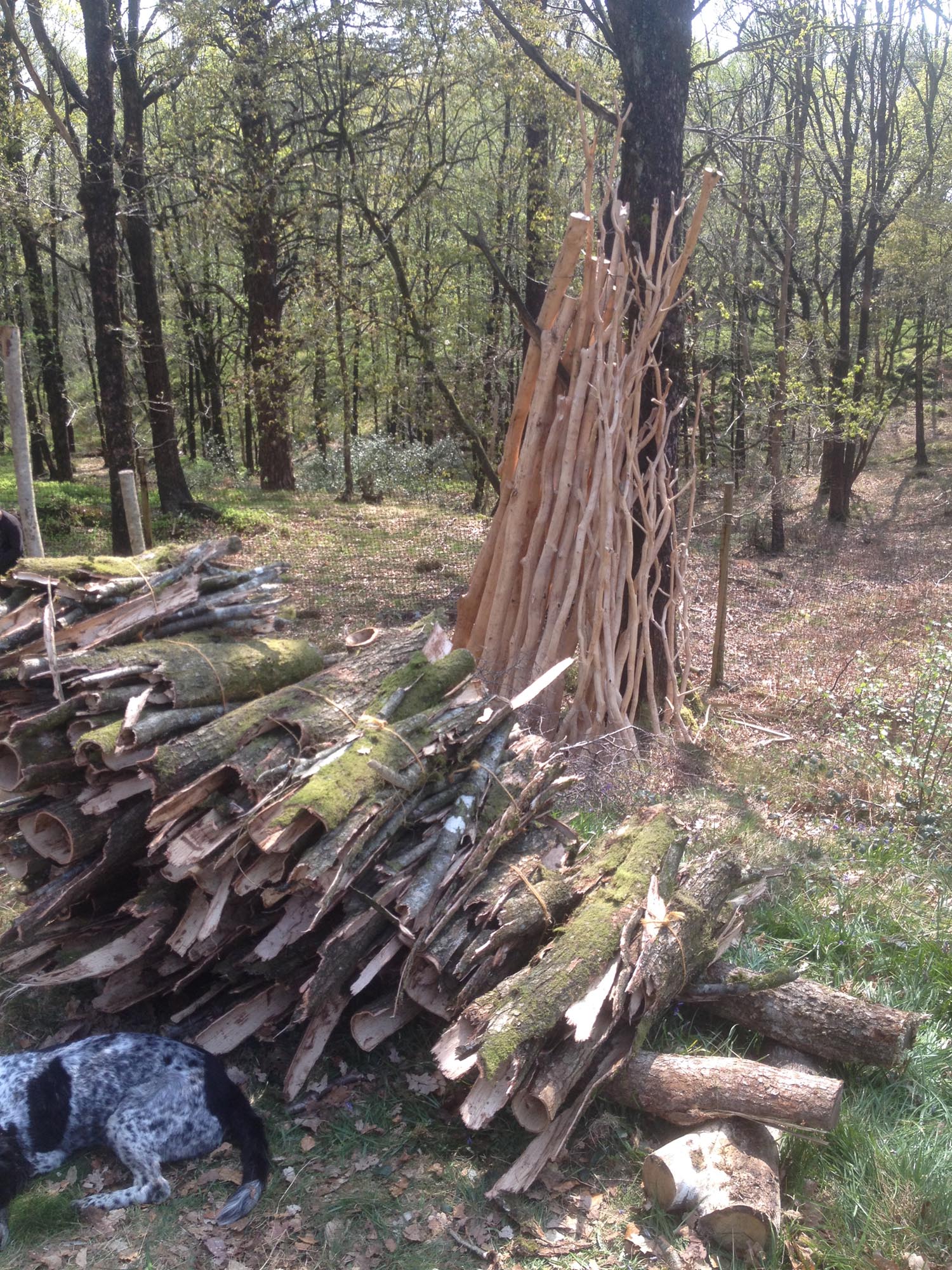 forest with coppiced oaks and a dog in the foreground